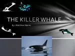 THE KILLER WHALE - slide 1