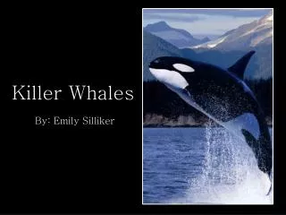 Killer Whales By: Emily Silliker