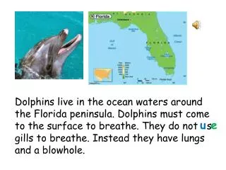 Dolphins live in the ocean waters around the Florida peninsula. Dolphins must come