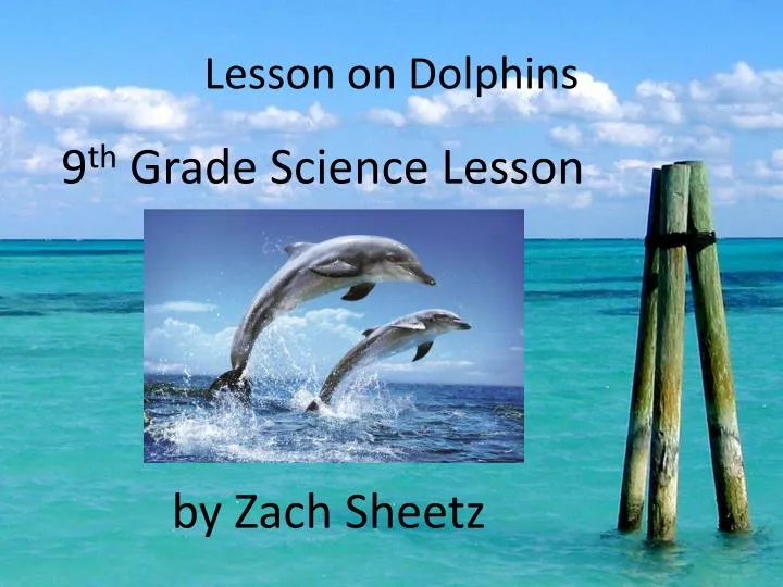 lesson on dolphins