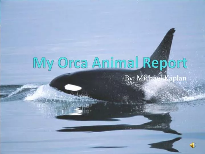 my orca animal report