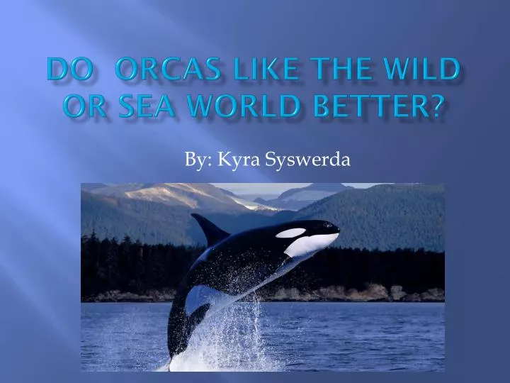 do orcas like the wild or sea world better