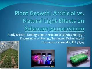 Plant Growth: Artificial vs. Natural Light Effects on Solanum lycopersicum