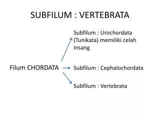 subfilum vertebrata