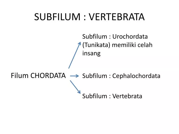 subfilum vertebrata