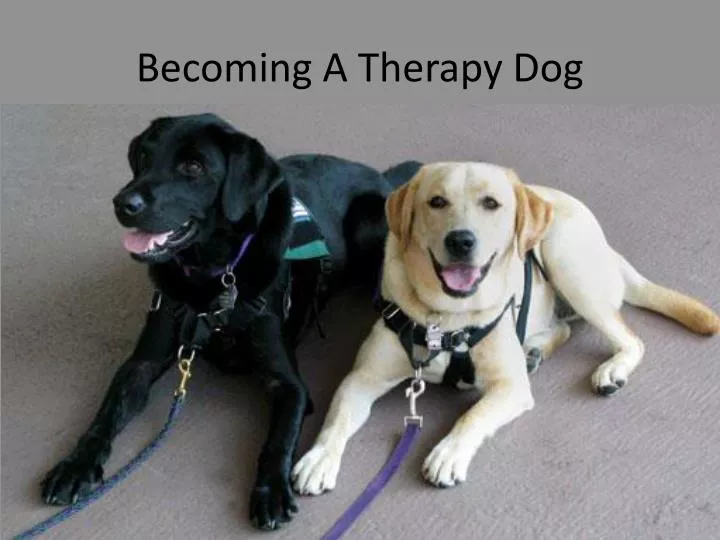 becoming a therapy dog