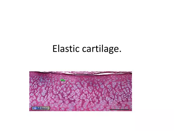 elastic cartilage