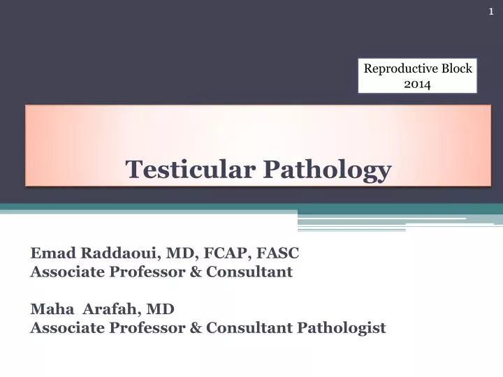 testicular pathology