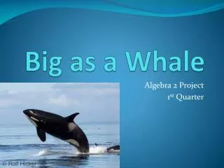 Big as a Whale