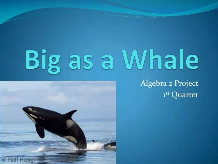 big as a whale