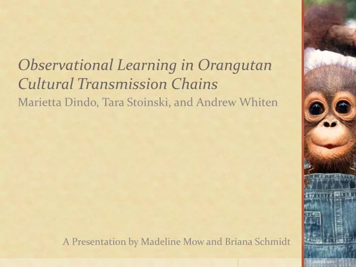 observational learning in orangutan cultural transmission chains