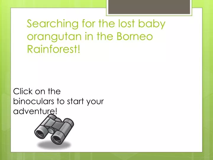 searching for the lost baby orangutan in the borneo rainforest