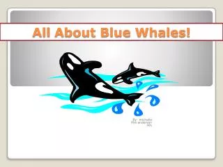 All About Blue Whales!