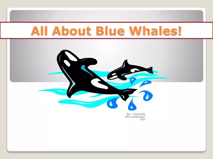 all about blue whales