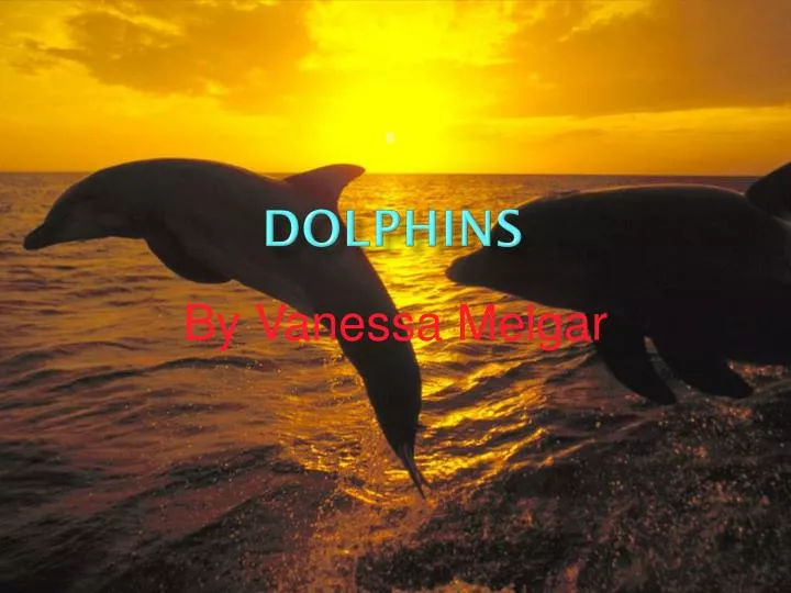 dolphins