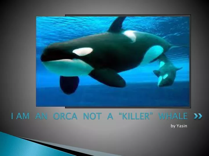 i am an orca not a killer whale