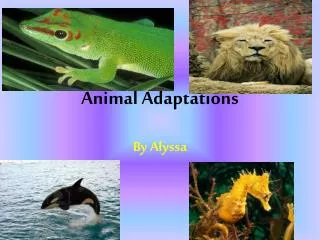 Animal Adaptations