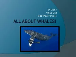 All About Whales!