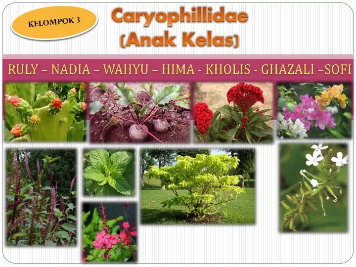 caryophillidae anak kelas