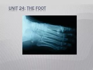 Unit 24: The Foot
