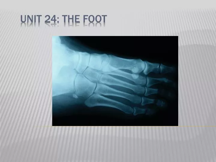unit 24 the foot