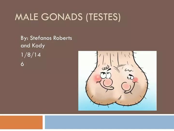 male gonads testes