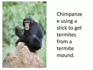 Chimpanzee using a stick to get termites from a termite mound.