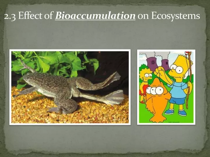 2 3 effect of bioaccumulation on ecosystems