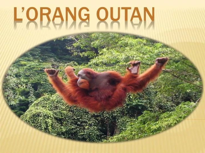 l orang outan
