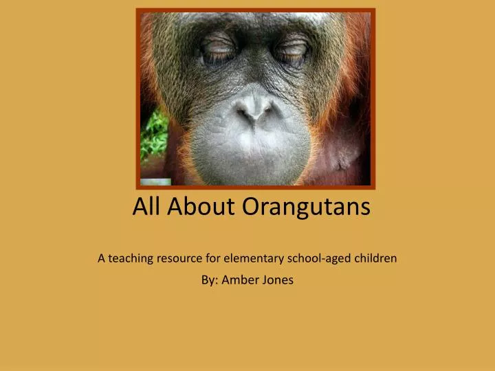 all about orangutans