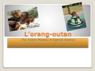 l orang outan