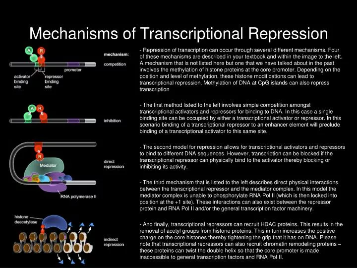 mechanisms of transcriptional repression
