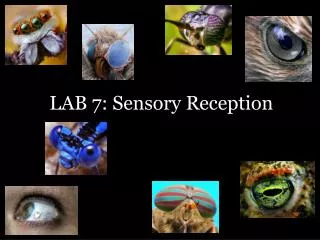 LAB 7 : Sensory Reception
