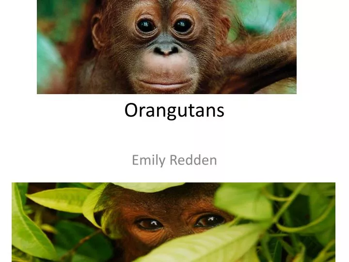 orangutans