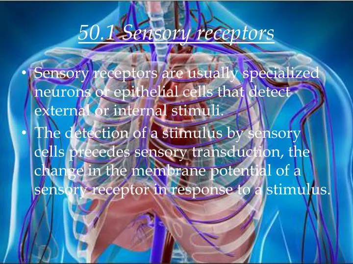 50 1 sensory receptors