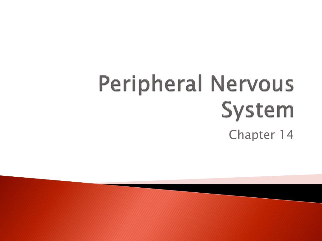 PPT - Peripheral Nervous System PowerPoint Presentation, free download ...