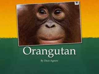 Orangutan