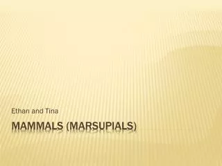 Mammals (Marsupials)