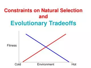 Constraints on Natural Selection and Evolutionary Tradeoffs