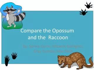 Compare the Opossum and the Raccoon