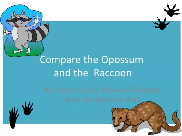 compare the opossum and the raccoon