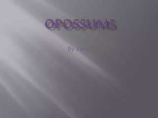 Opossums