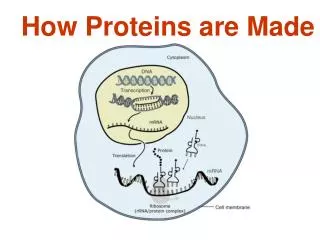 How Proteins are Made