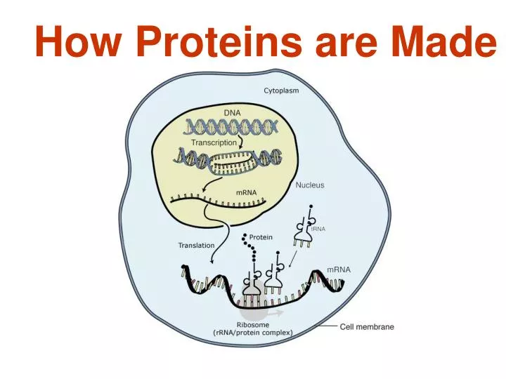 how proteins are made