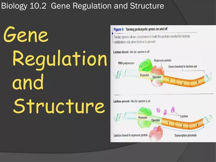 biology 10 2 gene regulation and structure