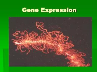 Gene Expression