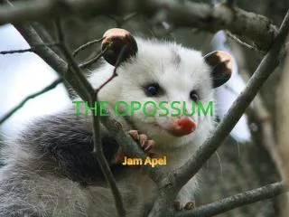 The opossum