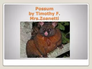 Possum by Timothy F. Mrs.Zoanetti