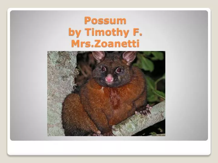 possum by timothy f mrs zoanetti