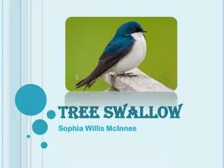 TREE SWALLOW
